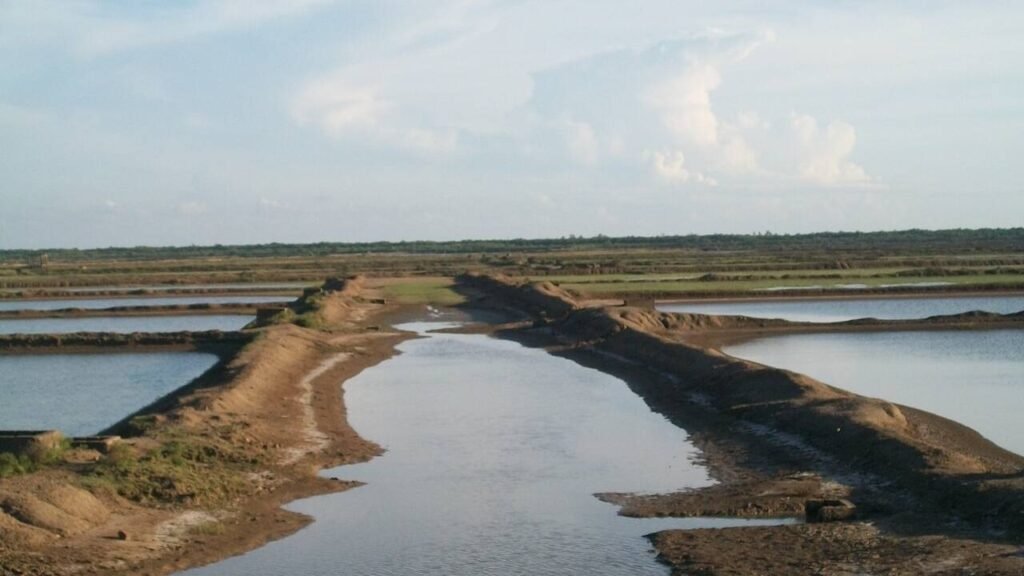 Locals stall drive to demolish illegal shrimp farms in Bhitarkanika | Bhubaneswar News