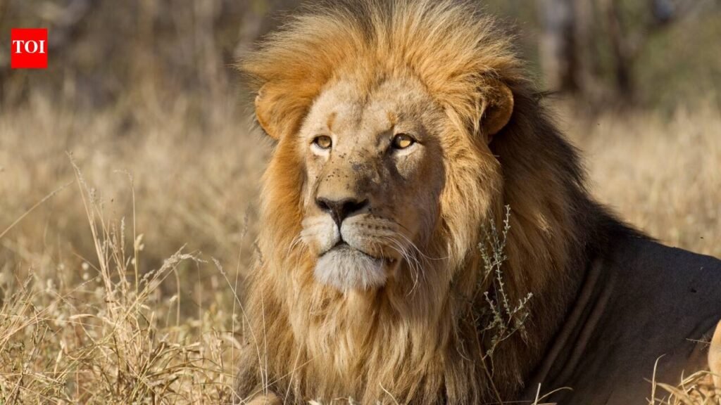 Animals fear humans more than lions; study suggests impact of ‘superior predator’: ‘It shows we really are terrifying to animals’ |