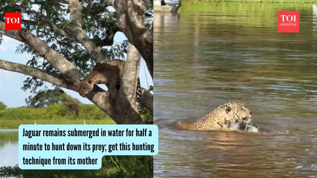 Jaguar remains submerged in water for over half a minute; video goes viral