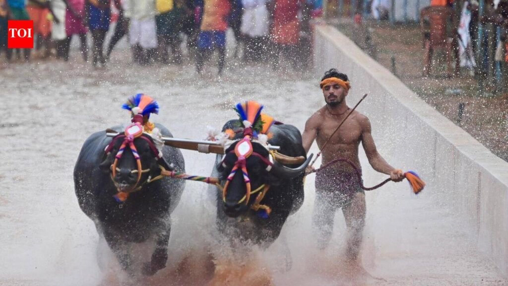 Dasara Kambala: Groups warn govt, threaten protests, court move | Mysuru News
