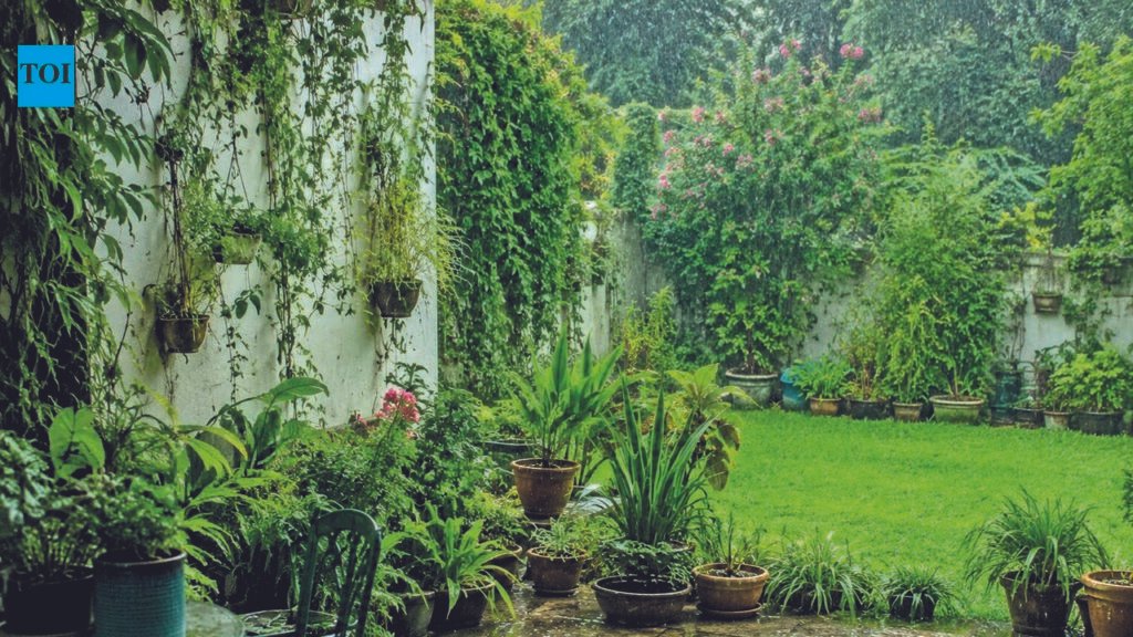 Rain, Repot, Repeat: Monsoon magic: The best time to dig, plant and grow | Bengaluru News