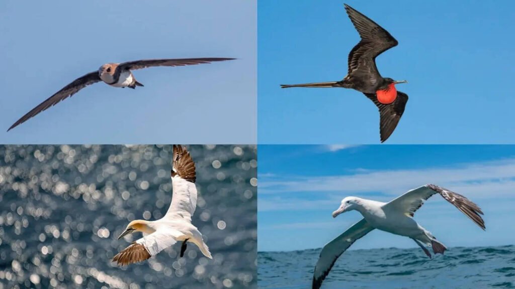 7 Birds that can sleep while flying: Nature's most remarkable aerial survivors