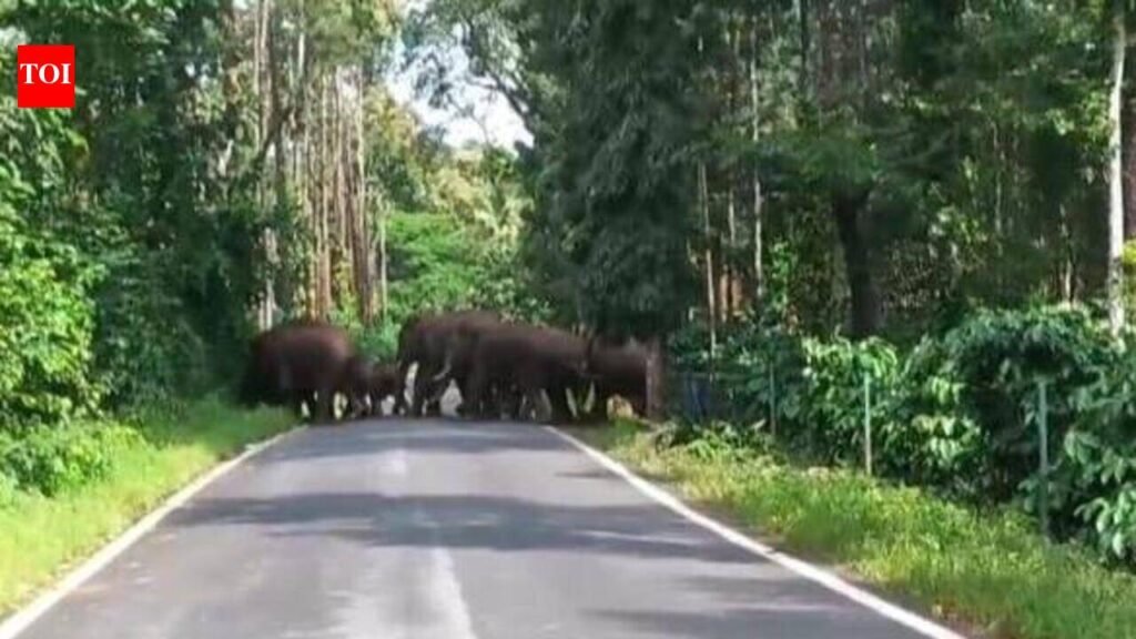 Foresters drive away 26 jumbos from Kushalnagar plantations | Mysuru News