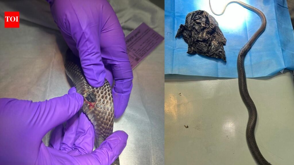 Cobra survives rare surgery after swallowing plastic bag | Gurgaon News