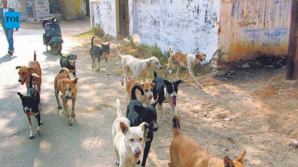 PMC’s dog-catching drive before palkhi draws flak | Pune News