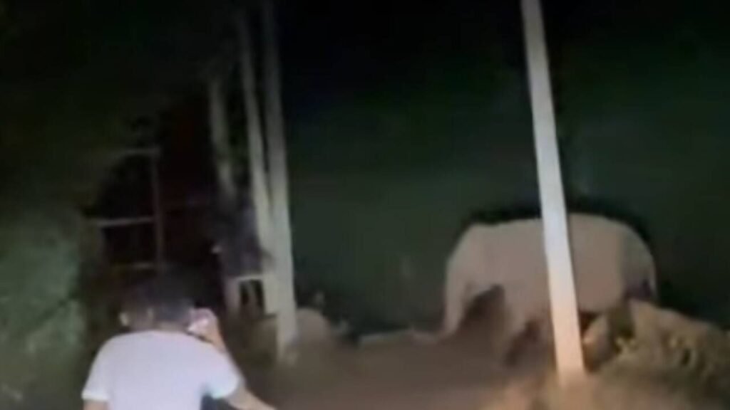 Man trampled to death by elephants in Hazaribag | Ranchi News