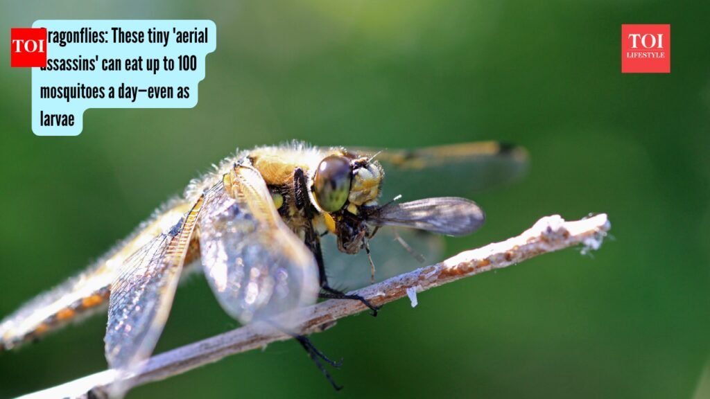Dragonflies: These tiny ‘aerial assassins’ can eat up to 100 mosquitoes a day—even as larvae |
