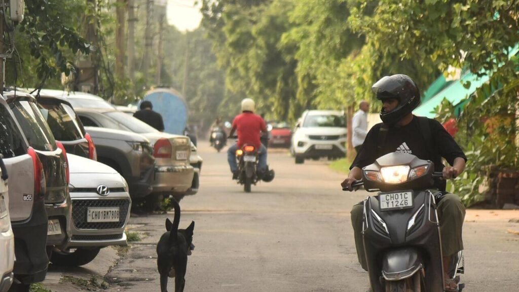 Stray dog attacks surge in Pkl, over 7,000 cases in five months | Chandigarh News
