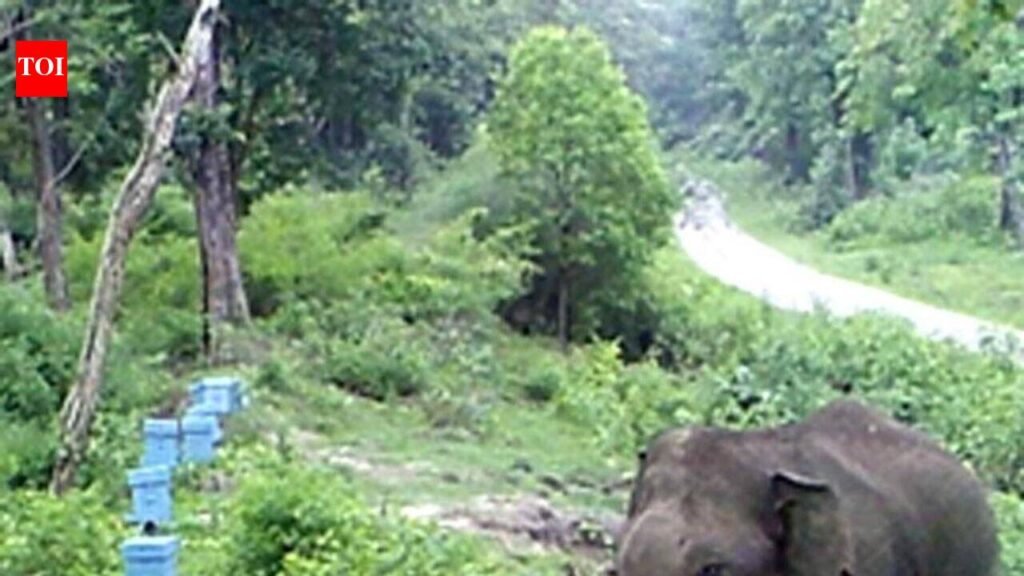 Don’t allow sealed resort buildings in elephant corridor to be used commercially: NGT | Chennai News
