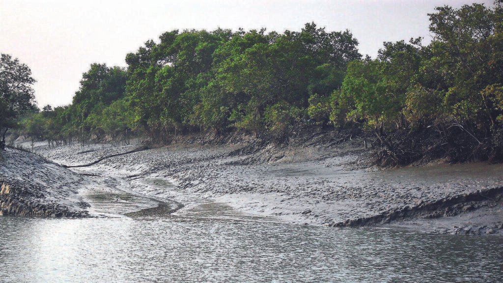 BIS set to unveil India’s first mangrove restoration standards | Kolkata News