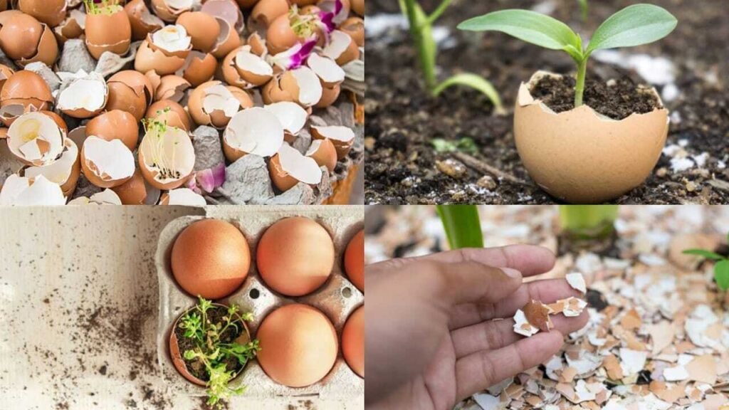 Don’t throw away eggshells! 7 Smart ways gardeners use them to help plants thrive |