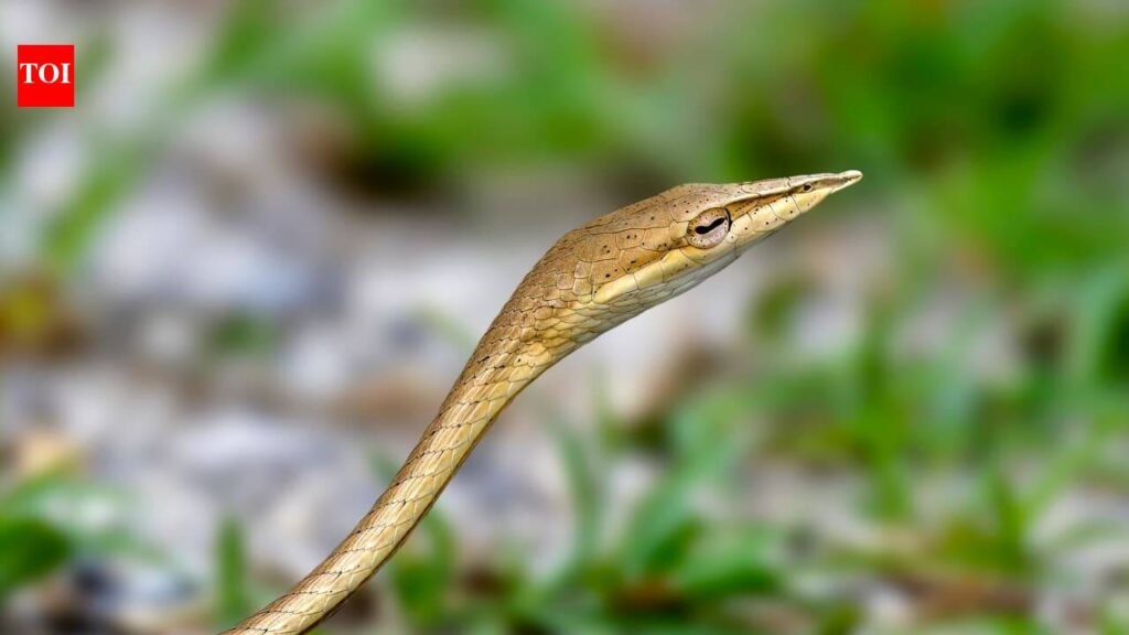 Rare Laudankia vine snake documented in Udaipur | Jaipur News