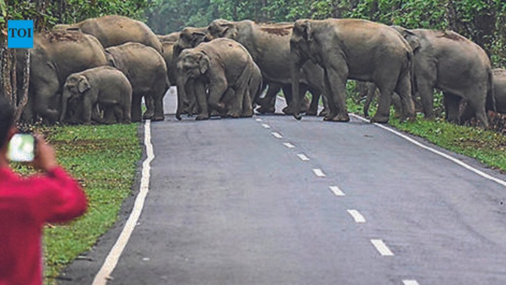 Assam to bring together MLAs, experts to resolve man-jumbo conflict | Guwahati News