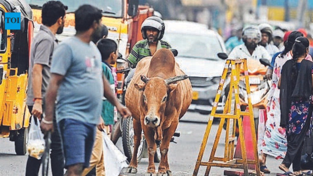 Tambaram struggles to control stray cattle as residents seek stronger action | Chennai News