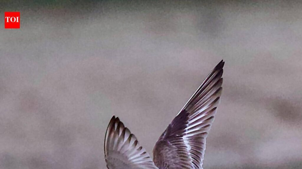 Another rare coastal bird spotted in Chandu | Gurgaon News