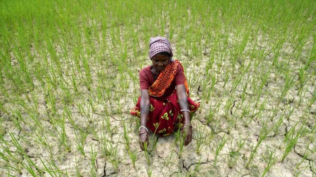 State launches drought-resilient crop strategy amid El Niño effect | Ranchi News