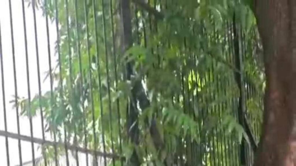 Video of visitor harassing tigers at zoo sparks outrage | Rajkot News