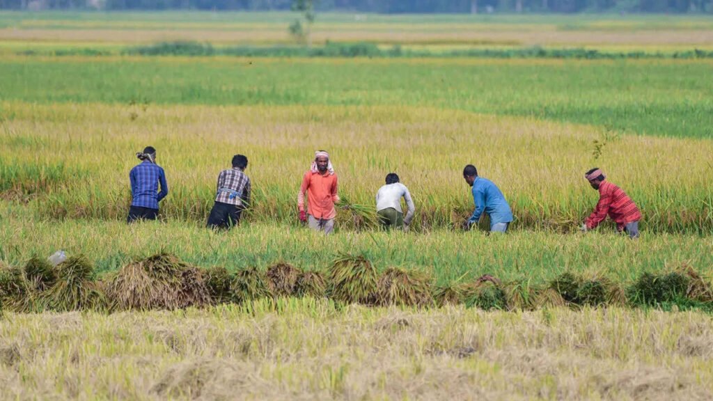 Kharif acreage falls 16%, but ethanol effect boosts sugarcane | India News