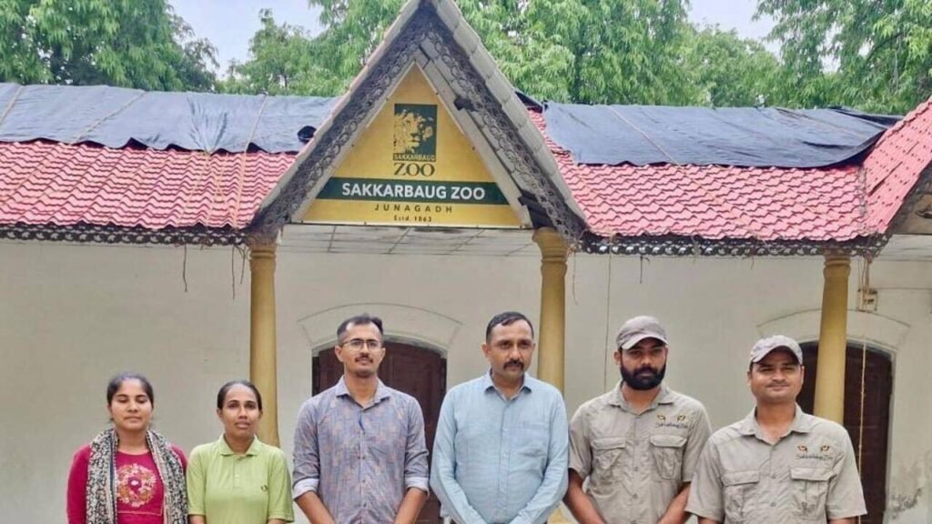 Two booked for harassing tiger in Sakkarbaug Zoo | Rajkot News