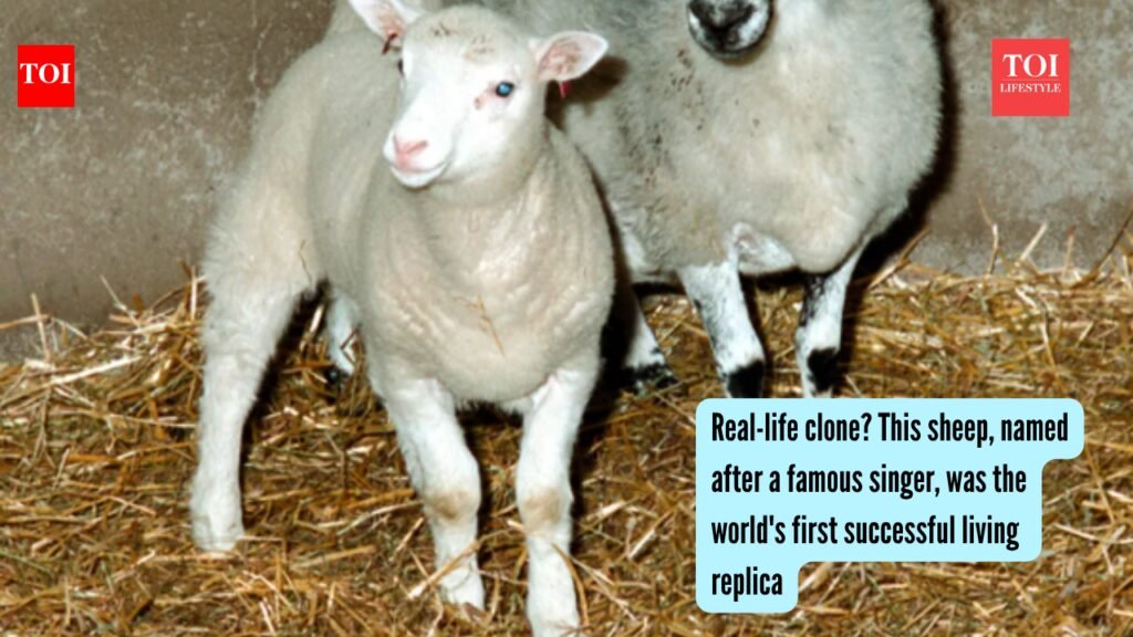 Real-life clone? This sheep, named after a famous singer, was the world’s first successful living replica |