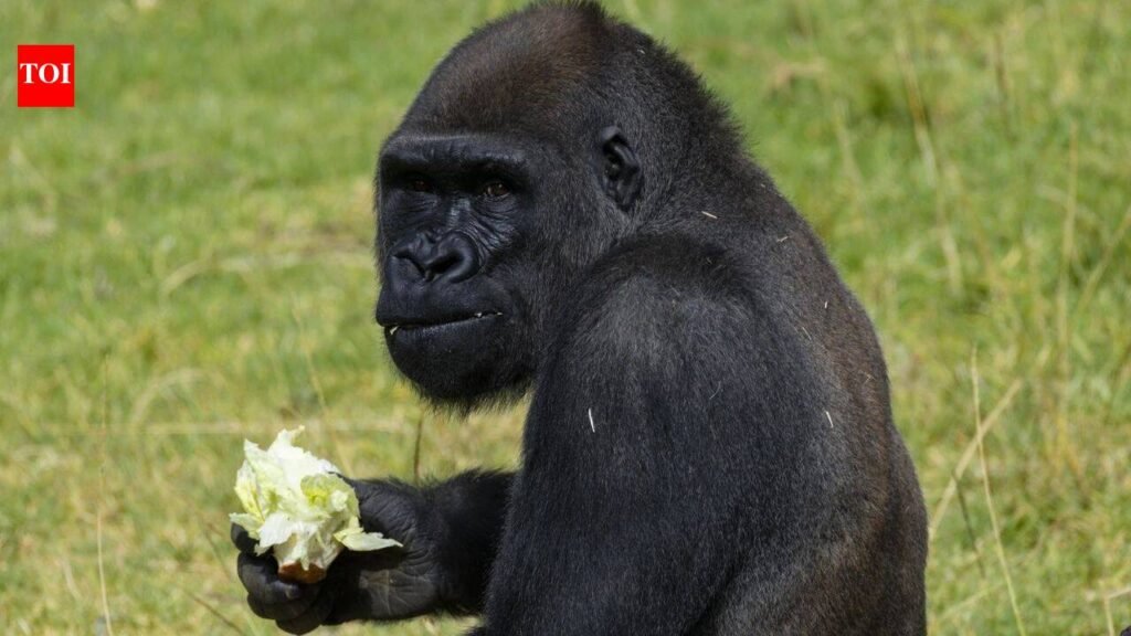 A 12-year-old gorilla at San Diego Zoo Safari Park underwent what may be the world’s first skull surgery of its kind after doctors found an infection in the bone behind his ear
