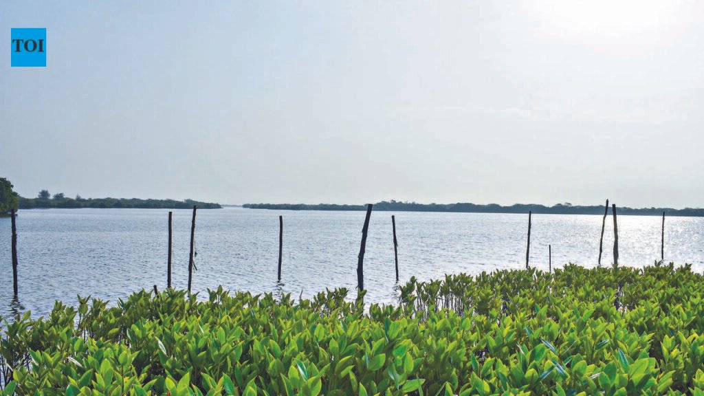 Researchers Value Pichavaram Mangroves at ₹2,485 Crore for Ecosystem Services | Chennai News