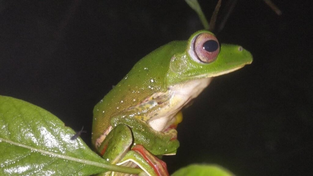 Dry monsoon spells threaten breeding of Malabar gliding frog | Goa News