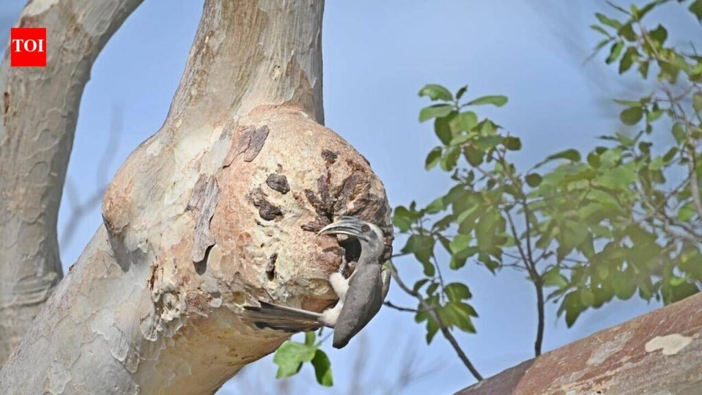 Revival programme: Grey hornbills thrive again in Gir after 60 years | Ahmedabad News