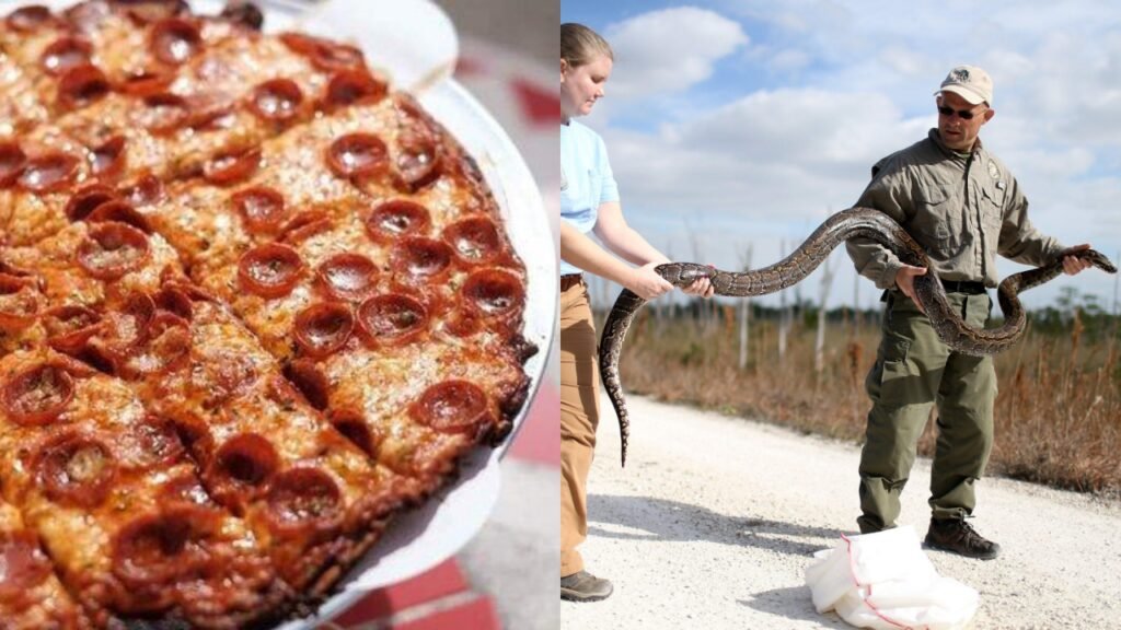 Bring a python, get a pizza: A Florida restaurant is giving away free ‘python pizza’ if you bring a Burmese python caught in the Everglades | World News