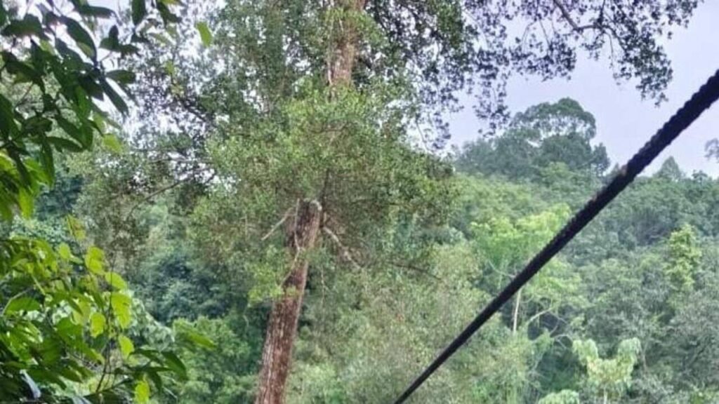 Ropeway to roll: BLO takes adventurous route for SIR duty | Mangaluru News