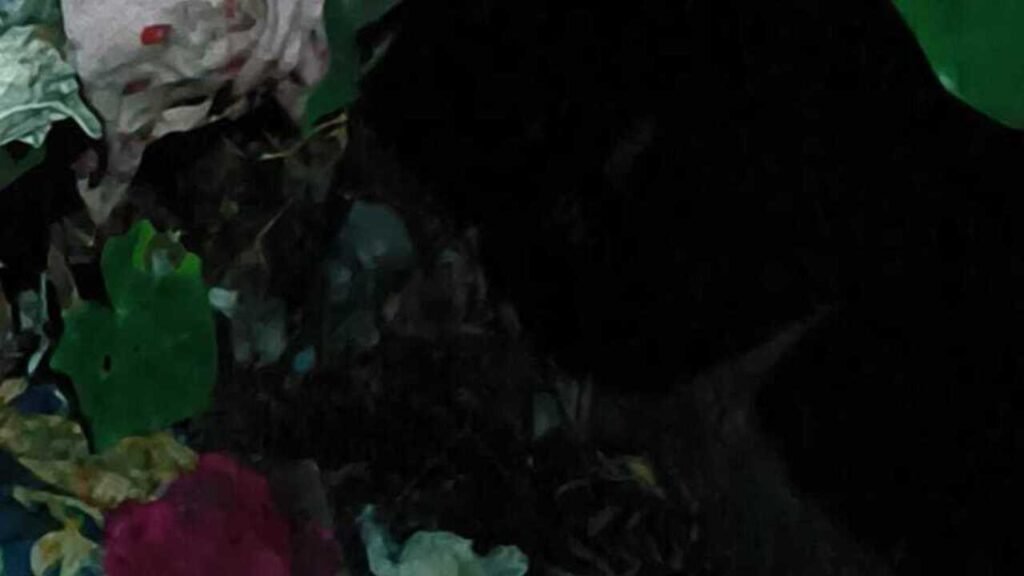Woman’s death exposes alleged illegal abortion racket in Dhubri, 3 held | Guwahati News