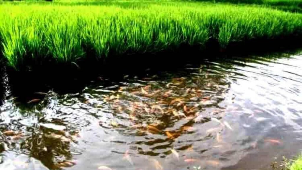 Prayagraj farmer opts for smart faming model, integrates paddy and fish farming | Prayagraj News