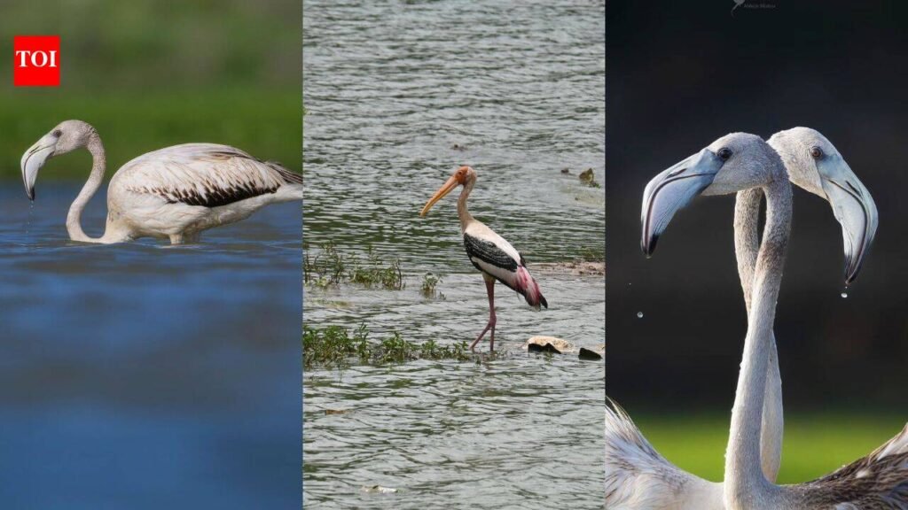 Ulsoor Lake comes alive with pelicans | Bengaluru News