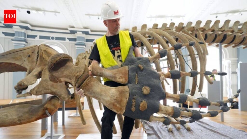 A 120-year-old North Atlantic right whale skeleton left Hull Museum for conservation 6 years ago, now it has returned as the centrepiece of a new gallery | World News