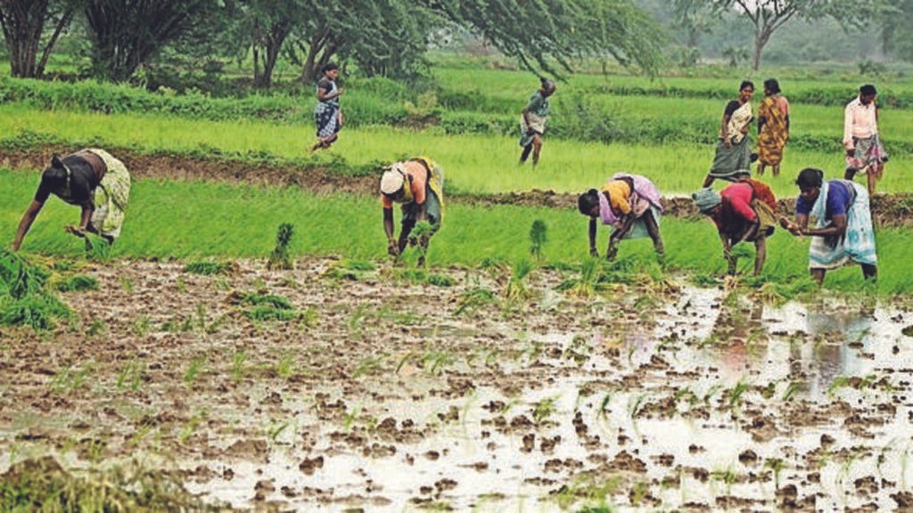 Water shortage shrinks kuruvai coverage by nearly 1 lakh acres | Chennai News