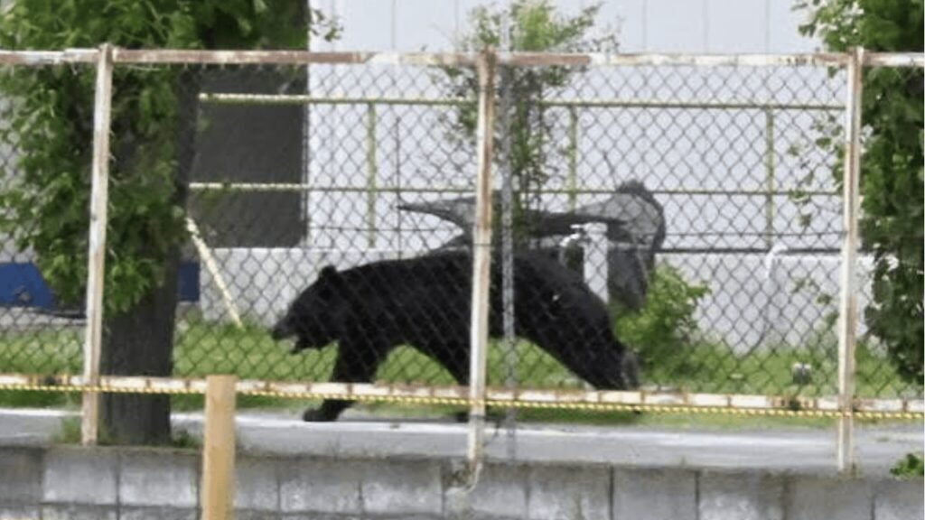 Bear invades elderly couple’s home, empties fridge in Northern Japan