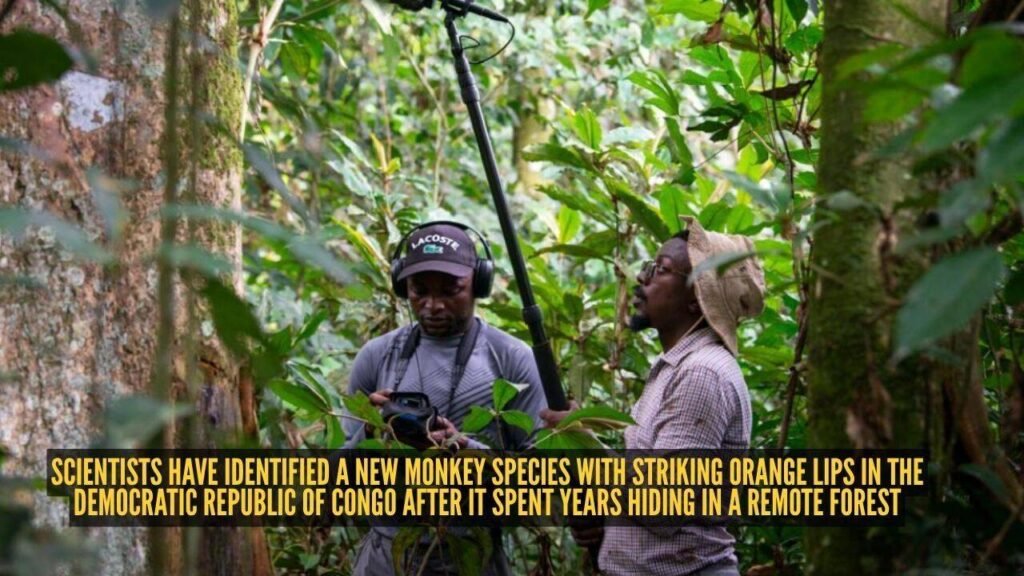 Scientists have identified a new monkey species with striking orange lips in the Democratic Republic of Congo after it spent years hiding in a remote forest