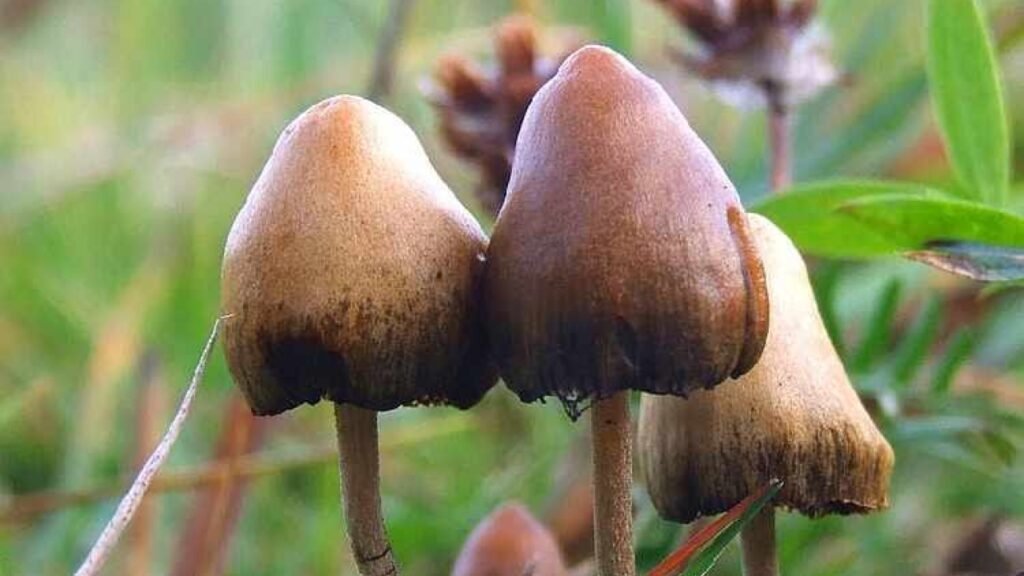Magic of how illegal mushroom peddlers escape harsh punishment | Chennai News