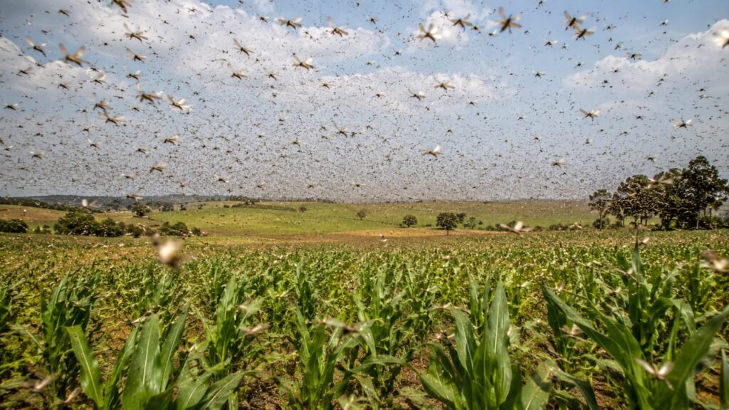 A campaign eliminated billions of sparrows to protect crops in 1958; the birds’ disappearance accidentally triggered one of history’s most devastating locust plagues | World News