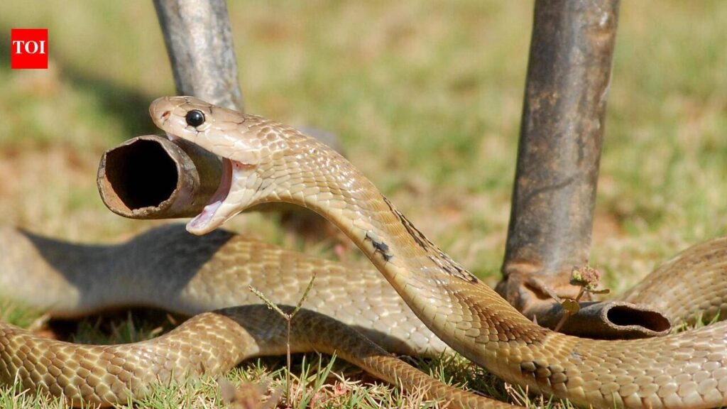 Pune sees surge in snake rescues as monsoon drives reptiles into residential areas | Pune News