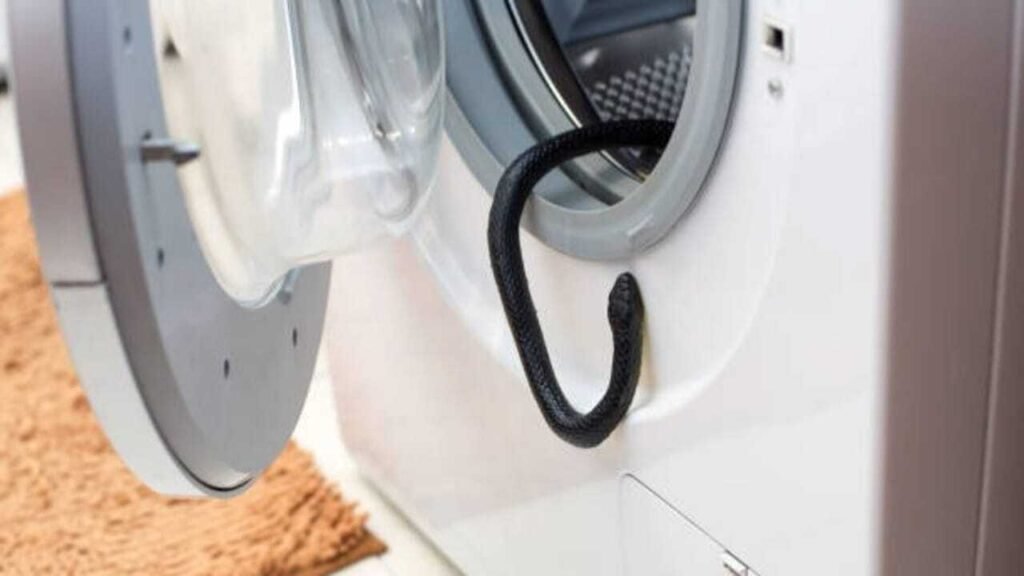 Snake in the washing machine? 7 Practical ways to keep snakes away from household items |
