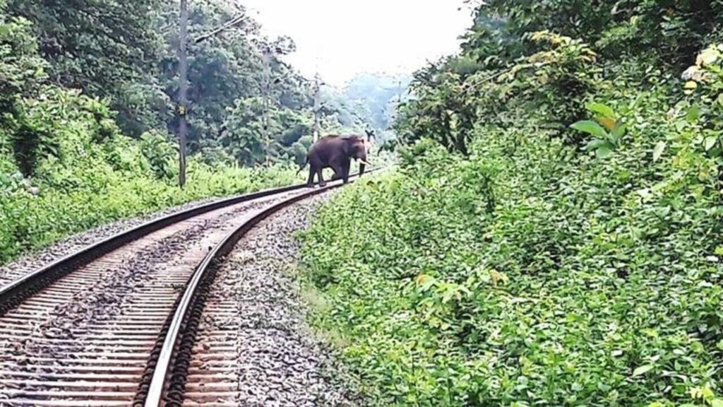 Madras HC stops Tamil Nadu forest dept from engaging NGOs to treat elephants in custody | Chennai News