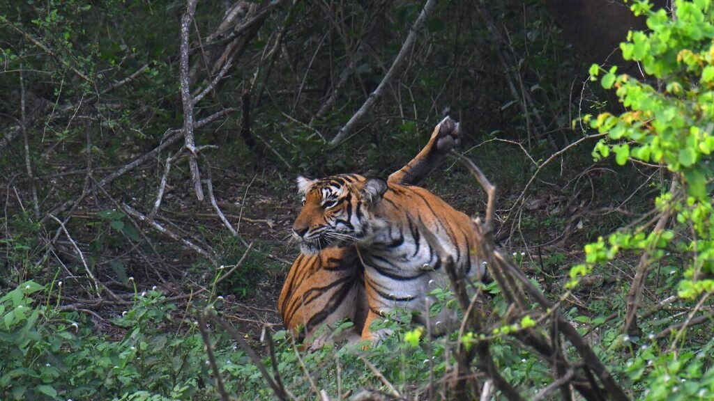 Kerala state human rights commission urges govt to implement 10 missions to prevent human-wildlife conflict | Thiruvananthapuram News