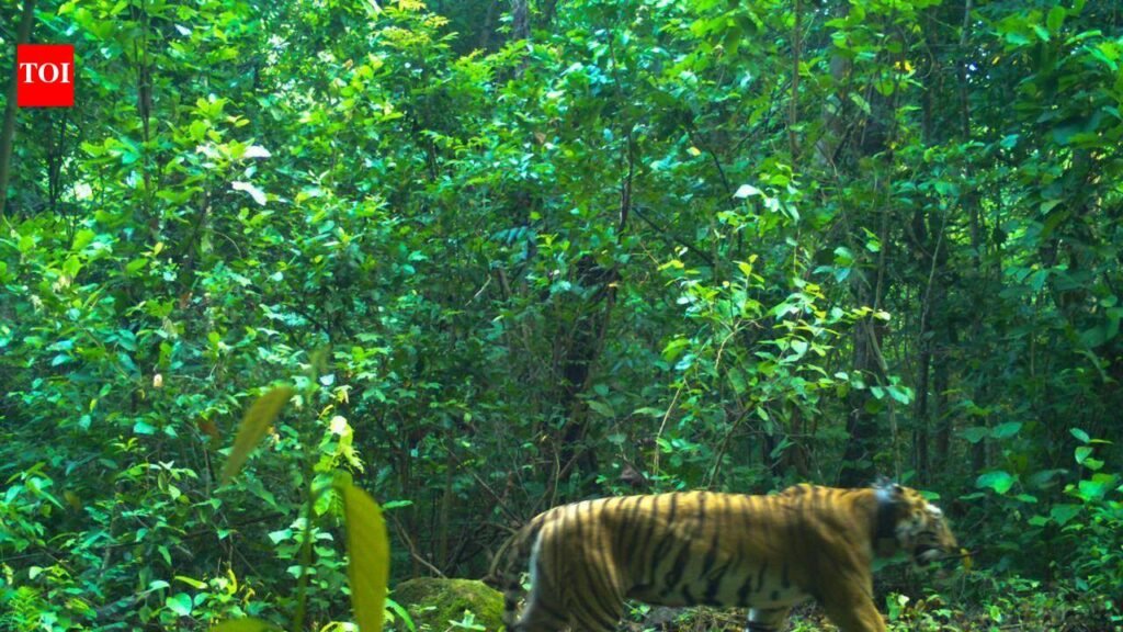 Tigress Zeenat ushers in new hope for north Similipal | Bhubaneswar News