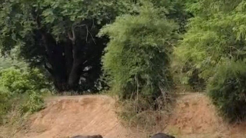 Wild elephants bathing in Anchetty lake grab eyeballs | Coimbatore News