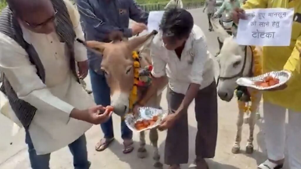 Donkeys fed ‘gulab jamuns’ in ritual amid rainfall deficit in 35 MP districts; IMD says wet spell from Sunday | Bhopal News