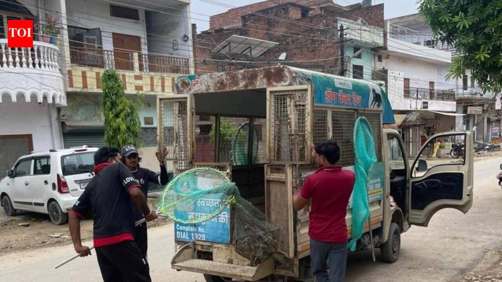 PMC team captures suspected rabid dog in Preetam Nagar | Prayagraj News