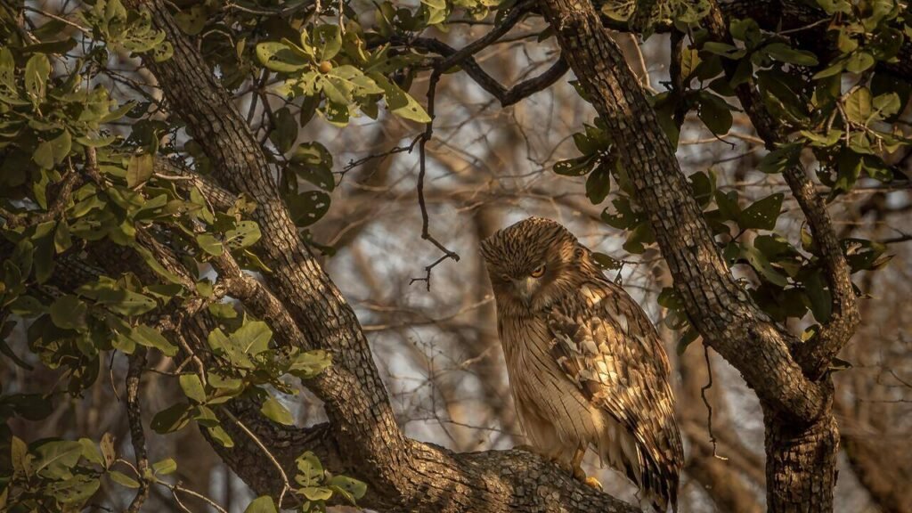 Bengal’s 1st owl survey records 11 species across 13 dists in 4 months | Kolkata News