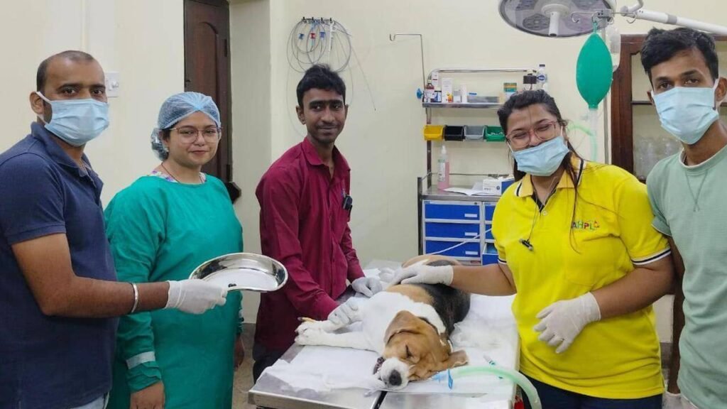 Beagle swallows earpod, undergoes 20-min non-invasive op after a week | Kolkata News