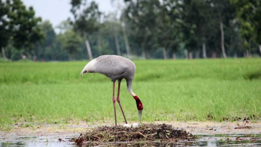 World’s tallest flying bird vanishing from West Champaran as wetlands shrink | Patna News